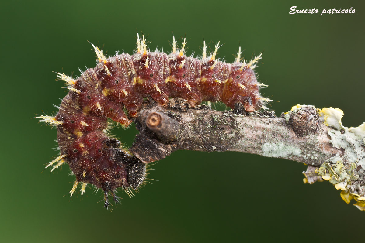 bruco da identificare - Vanessa atalanta